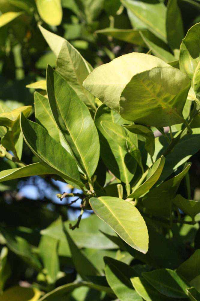            Sun leaves (Bream Tarocco, Riverside, CA)   